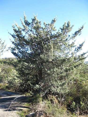 Cupressus macnabiana SBH 7886