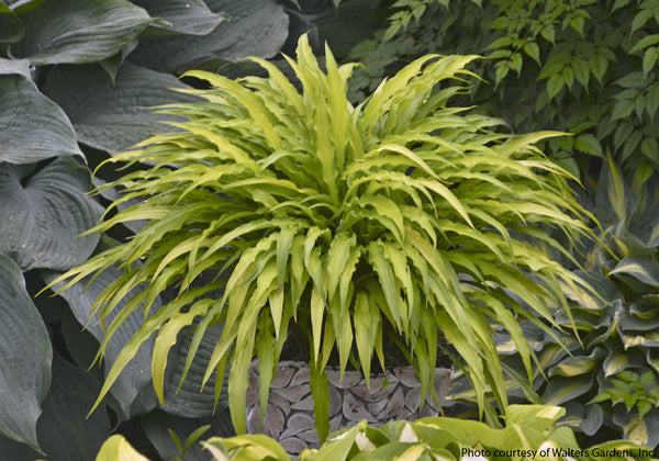 Hosta 'Curly Fries'