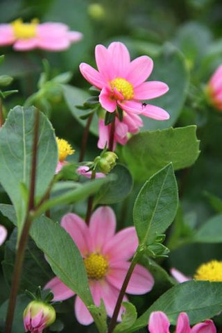 Dahlia 'Bonne Esperance'