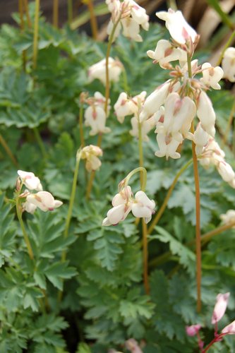 Dicentra 'Silversmith'