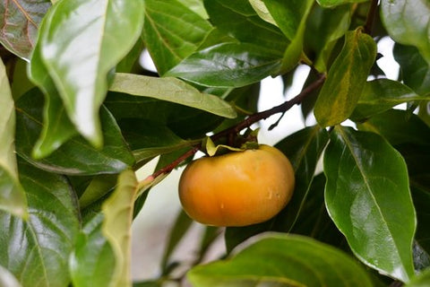 Diospyros kaki 'Fuyu'