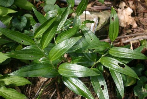 Disporopsis pernyi 'Bill Baker'