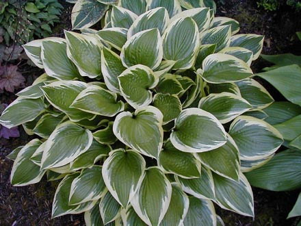 Hosta 'Don Stevens'