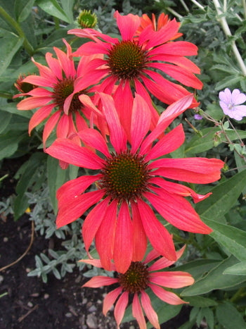 Echinacea 'Tomato Soup'