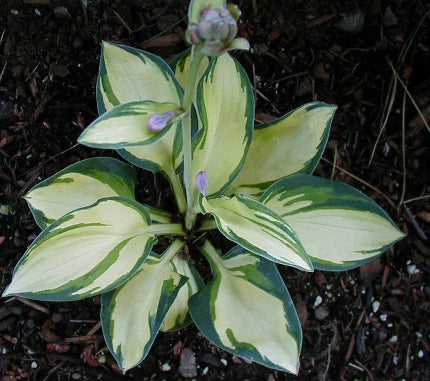 Hosta 'Eleanor Lachman'