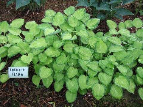 Hosta 'Emerald Tiara'