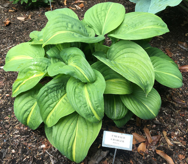 Hosta 'Emerald Charger'