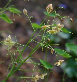 Epimedium 'Black Sea'