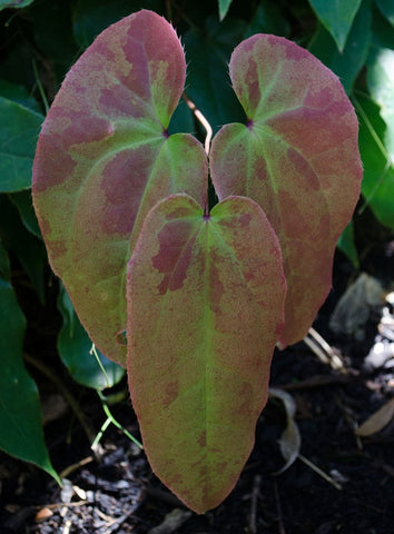 Epimedium 'Crime Scene'