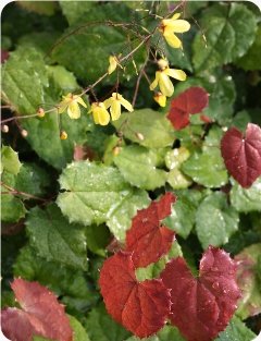 Epimedium ecalcaratum