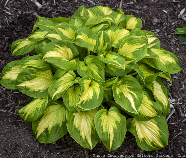 Hosta 'Etched Glass'