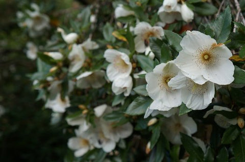 Eucryphia x nymansensis 'Nymansay'