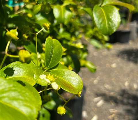 Euonymus myrianthus