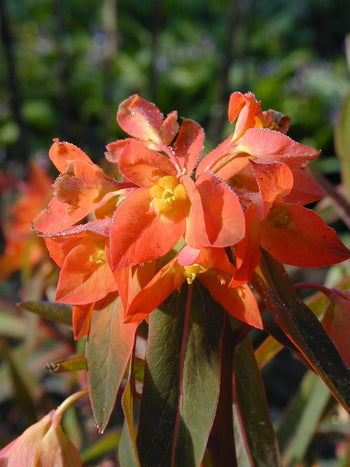 Euphorbia griffithii 'Fireglow'