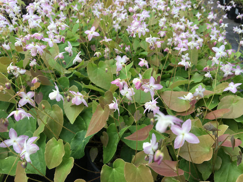 Epimedium x youngianum 'Fairy Dust'