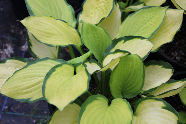 Hosta 'Fan Dance'