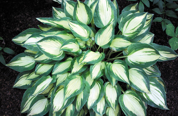 Hosta 'Fantasy Island'