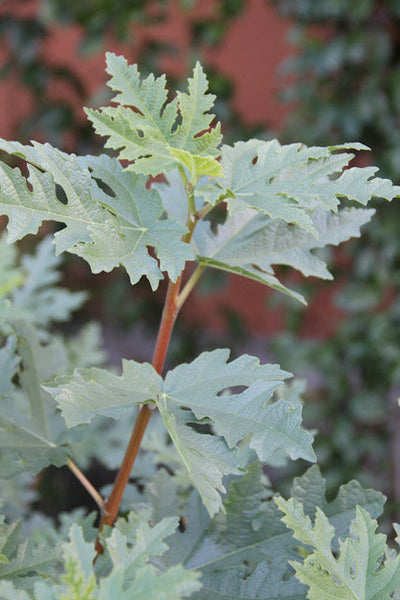 Ficus afghanistanica 'Silver Lyre'