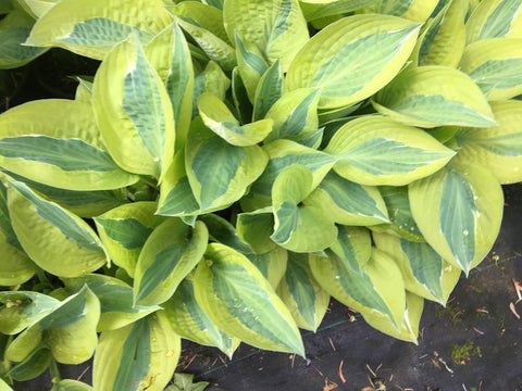 Hosta 'Full Frontal'