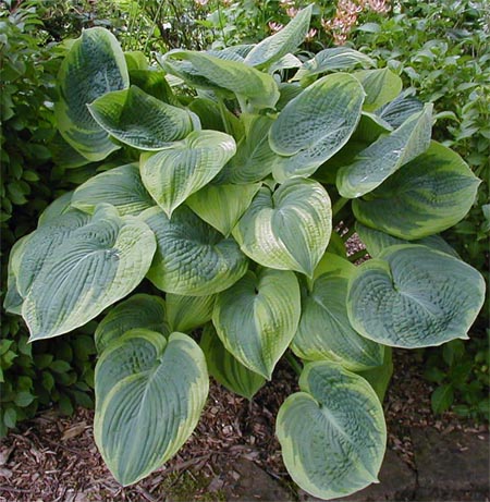 Hosta 'Garden Treasure'