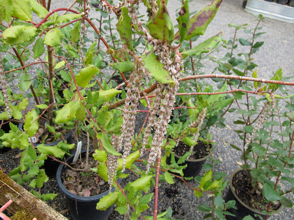 Garrya elliptica 'Evie'