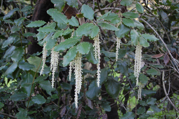 Garrya elliptica 'James Roof'