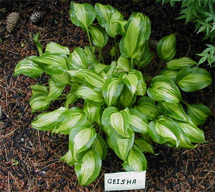 Hosta 'Geisha'