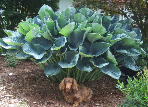 Hosta 'Gentle Giant'