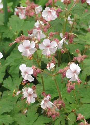 Geranium macrorrhizum 'Ingwersen's Variety'