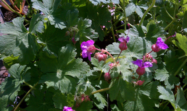 Geranium macrorrhizum