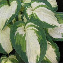 Hosta 'Ghostmaster'