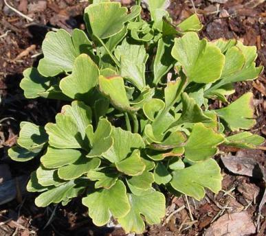 Ginkgo biloba 'Chase Manhattan'