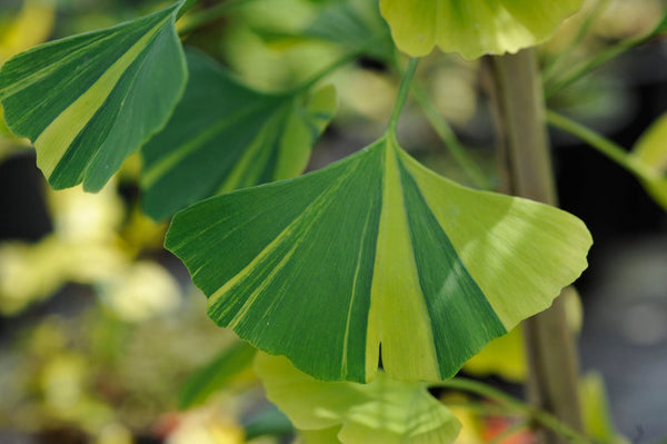 Ginkgo biloba 'Summer Rainbow'