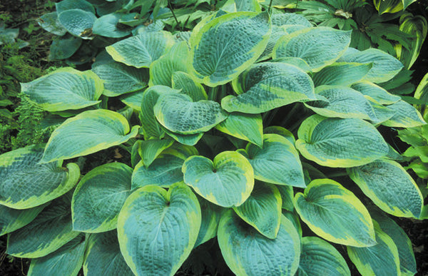 Hosta 'Glory Hallelujah'