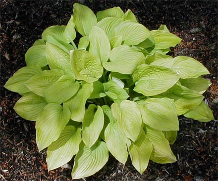 Hosta 'Golden Fascination'