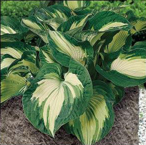 Hosta 'Golden Meadows'