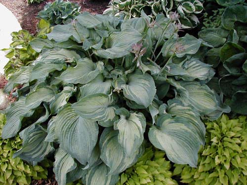 Hosta 'Guardian Angel'