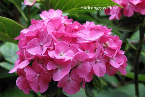 Hydrangea serrata 'Akishino Temari'