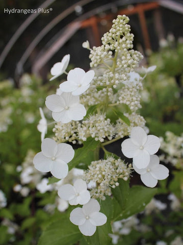 Hydrangea paniculata 'Burgundy Lace'