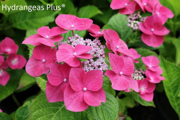 Hydrangea macrophylla 'Yuki Temari'