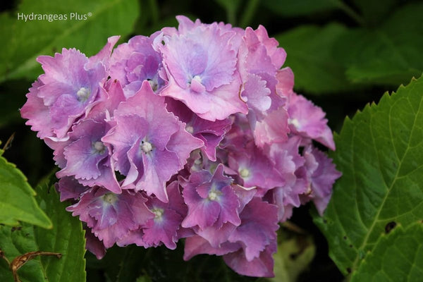 Hydrangea macrophylla 'Sadie Ray'