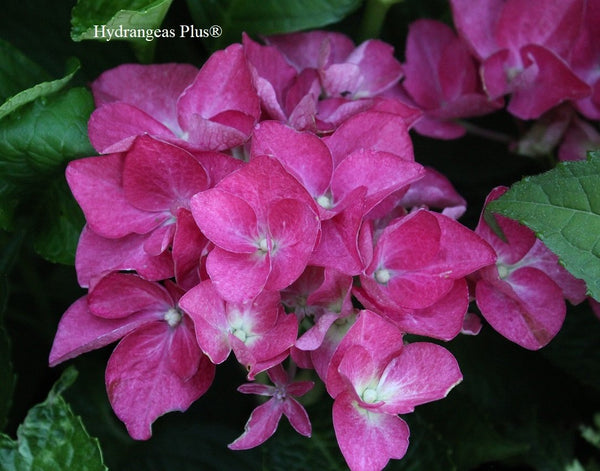 Hydrangea macrophylla 'Red Star'