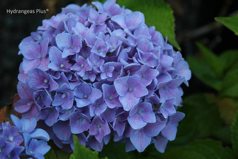 Hydrangea Macrophylla 'Taube'