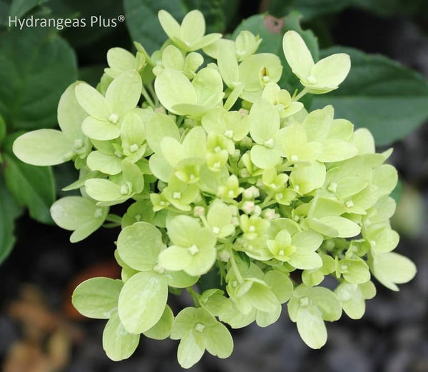 Hydrangea paniculata 'Little Lime'