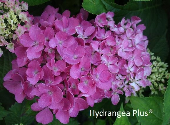 Hydrangea macrophylla 'Marissa'