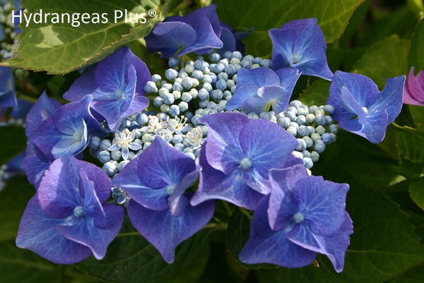 Hydrangea macrophylla 'Nachtigall'