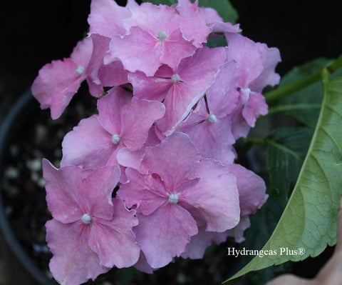 Hydrangea macrophylla 'Spike'