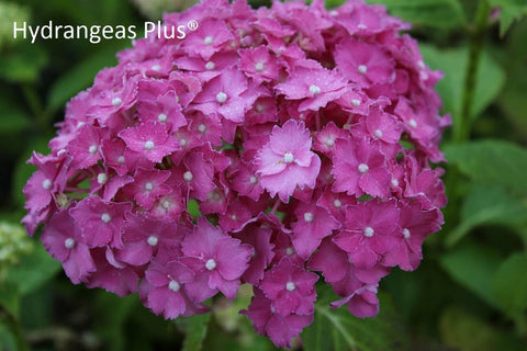 Hydrangea macrophylla 'Tovelit'