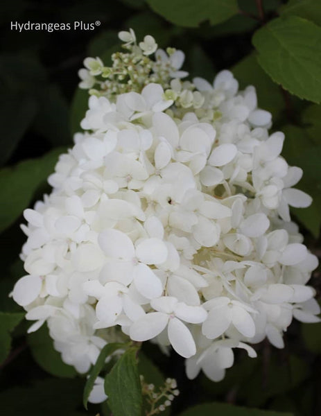 Hydrangea paniculata 'Webb'