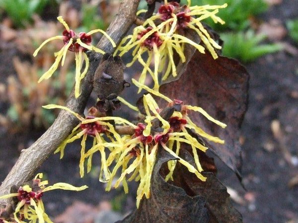 Hamamelis x intermedia 'Pallida'